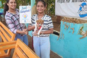 Adoption drive