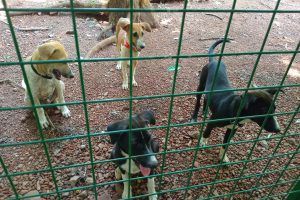Nice dogs
