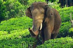 Captive Elephant is not a cultural statement