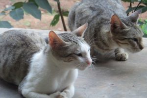 A Legacy of Action in Animal Welfare