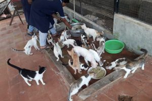 cattery for gallery