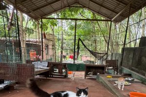 cattery