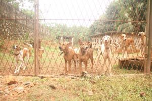 dogs in shelter gallery
