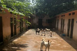 kitchen kennel area