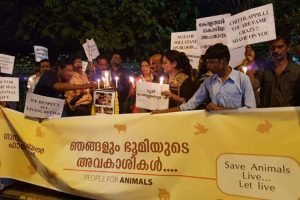 Standing Up for Animal Rights – Legal Interventions