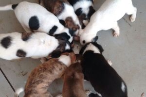 puppies gallery (2)